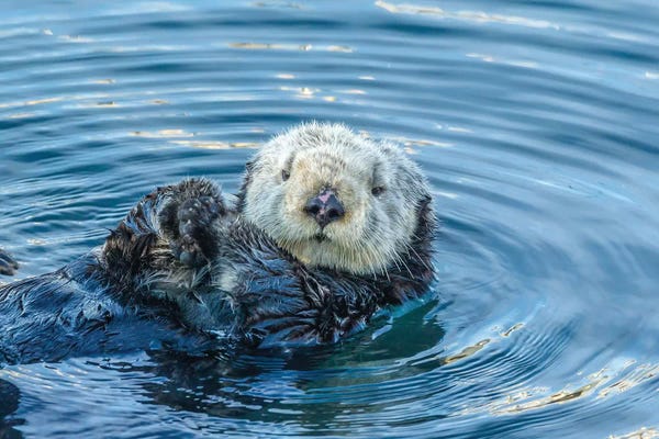 Otters: Usa, California, San Luis Obispo County. Sea Otter Grooming. by Jaynes Gallery