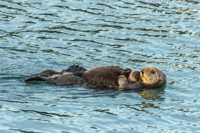 Usa, California, San Luis Obispo County. Sea Otter Mom And Pup. by Jaynes Gallery framed canvas print