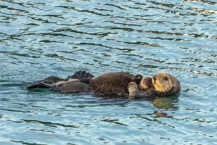 Usa, California, San Luis Obispo County. Sea Otter Mom And Pup.