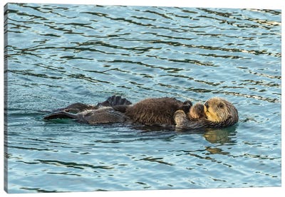 Usa, California, San Luis Obispo County. Sea Otter Mom And Pup. Canvas Art Print - Otters