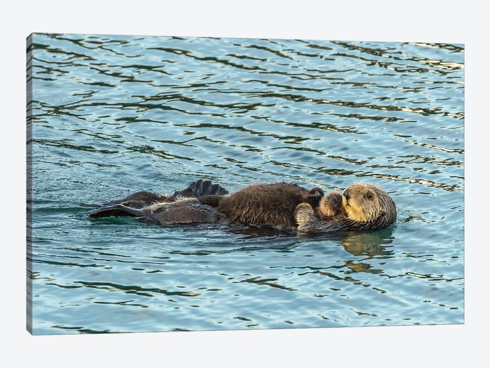 Usa, California, San Luis Obispo County. Sea Otter Mom And Pup. by Jaynes Gallery 1-piece Canvas Art Print