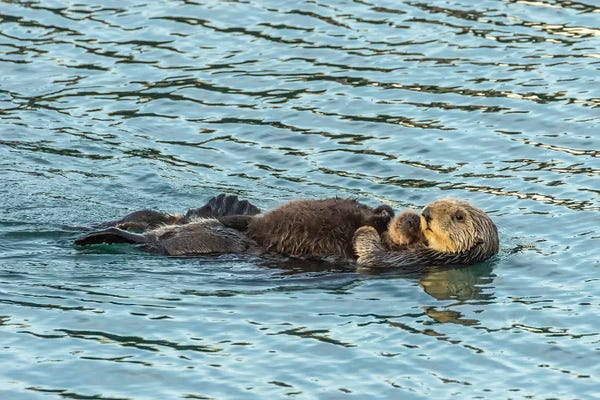 Usa, California, San Luis Obispo County. Sea Otter Mom And Pup.
