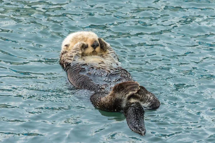 Usa, California, San Luis Obispo County. Sea Otter Sleeping.