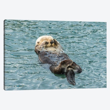 Usa, California, San Luis Obispo County. Sea Otter Sleeping. Canvas Print #JYG1023} by Jaynes Gallery Art Print