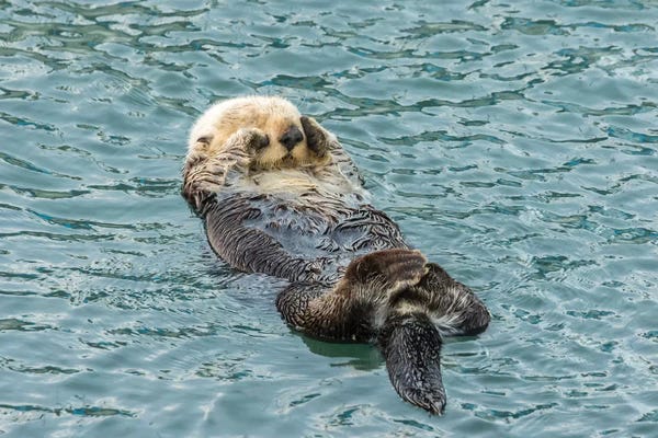 Otters: Usa, California, San Luis Obispo County. Sea Otter Sleeping. by Jaynes Gallery