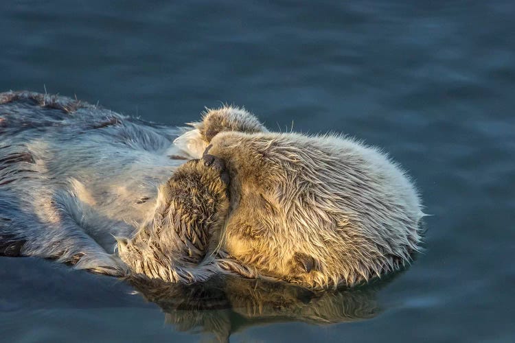 Usa, California, San Luis Obispo County. Sea Otter Sleeping.