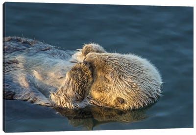 Usa, California, San Luis Obispo County. Sea Otter Sleeping. Canvas Art Print - Otter Art