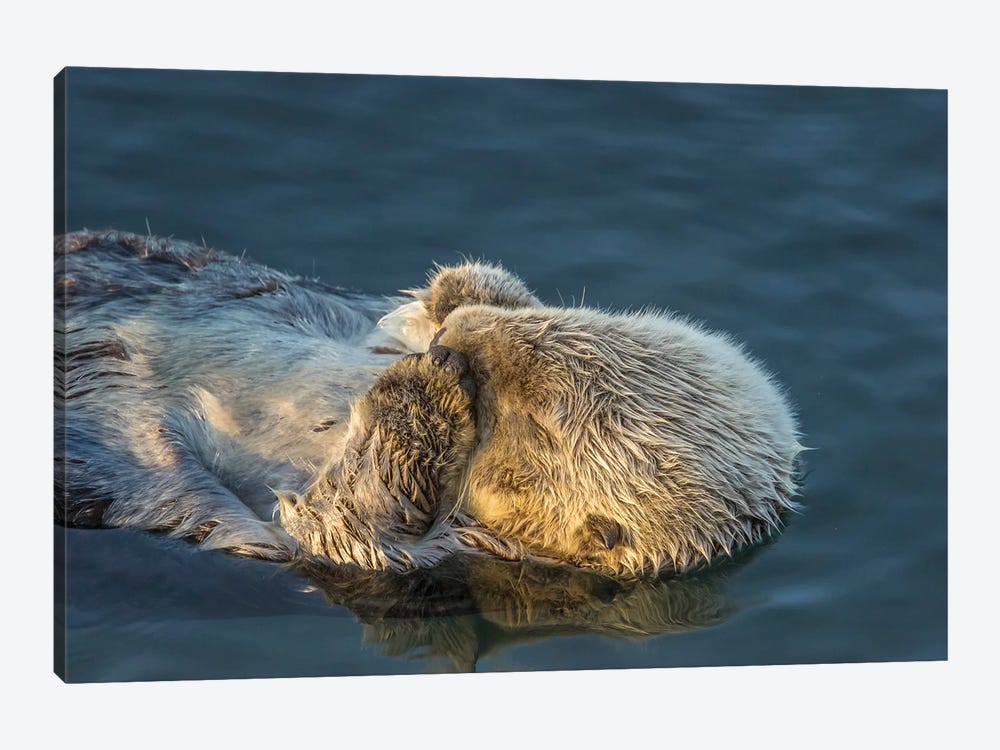 Usa, California, San Luis Obispo County. Sea Otter Sleeping. by Jaynes Gallery 1-piece Art Print