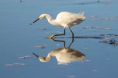 Usa, California, San Luis Obispo County. Snowy Egret Reflects In Ocean Water. by Jaynes Gallery art print