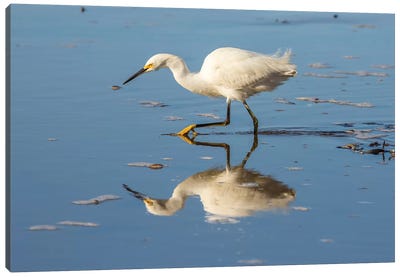 Usa, California, San Luis Obispo County. Snowy Egret Reflects In Ocean Water. Canvas Art Print - Egret Art