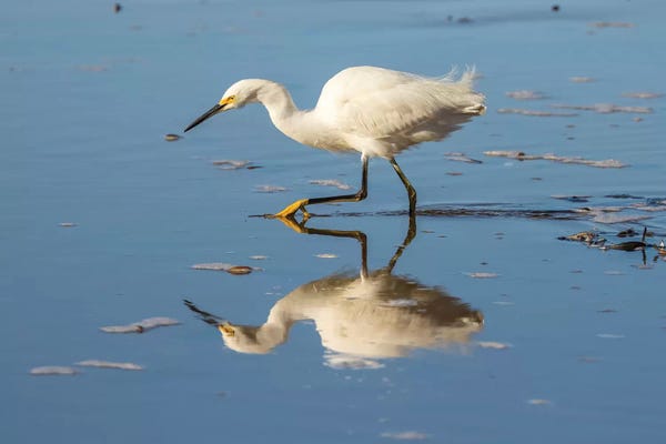 Egrets: Usa, California, San Luis Obispo County. Snowy Egret Reflects In Ocean Water. by Jaynes Gallery