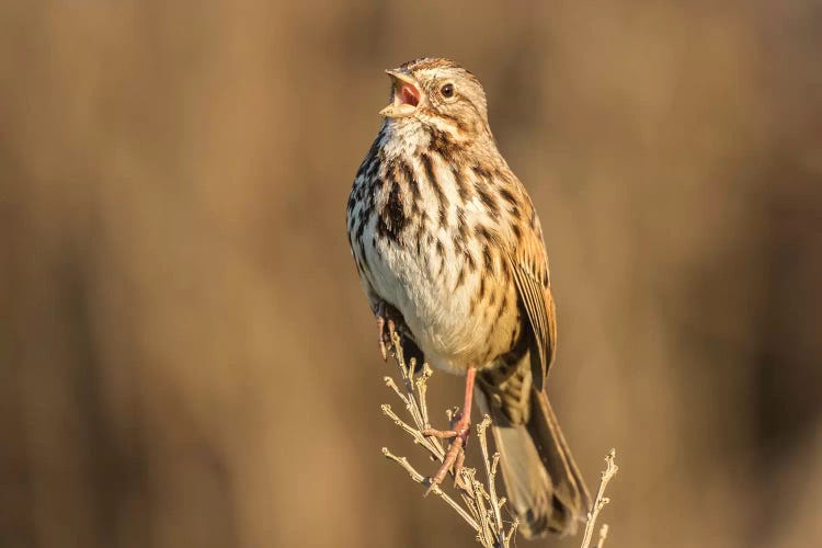 Usa, California, San Luis Obispo County. Song Sparrow Singing.