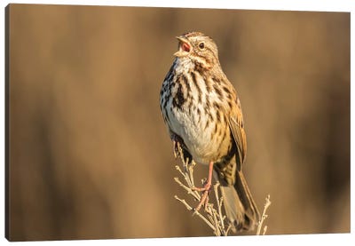 Usa, California, San Luis Obispo County. Song Sparrow Singing. Canvas Art Print - Sparrow Art