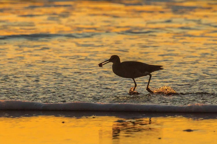 Usa, California, San Luis Obispo County. Willet With Food At Sunset.