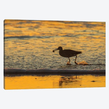 Usa, California, San Luis Obispo County. Willet With Food At Sunset. Canvas Print #JYG1027} by Jaynes Gallery Canvas Wall Art