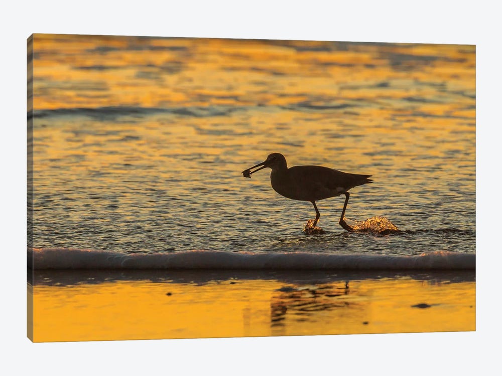 Usa, California, San Luis Obispo County. Willet With Food At Sunset. by Jaynes Gallery 1-piece Canvas Art