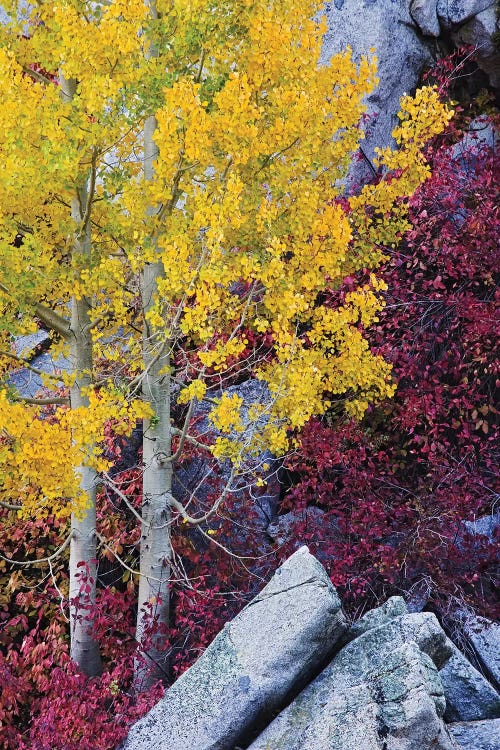 Usa, California, Sierra Nevada Mountains. Mountain Dogwood And Aspen Trees In Autumn.