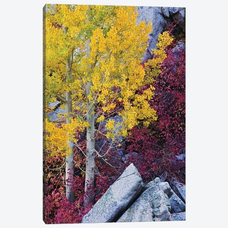 Usa, California, Sierra Nevada Mountains. Mountain Dogwood And Aspen Trees In Autumn. Canvas Print #JYG1029} by Jaynes Gallery Canvas Art Print