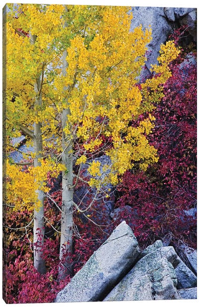 Usa, California, Sierra Nevada Mountains. Mountain Dogwood And Aspen Trees In Autumn. Canvas Art Print - Sierra Nevada Art