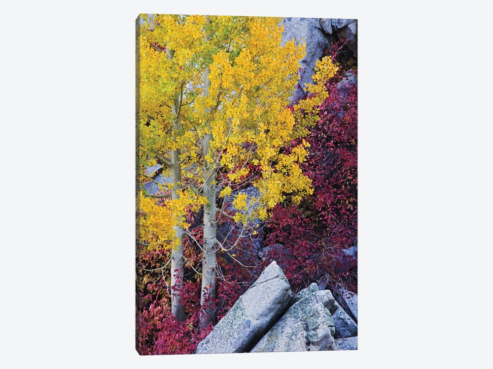Usa, California, Sierra Nevada Mountains. Mountain Dogwood And Aspen Trees In Autumn. by Jaynes Gallery 1-piece Canvas Wall Art