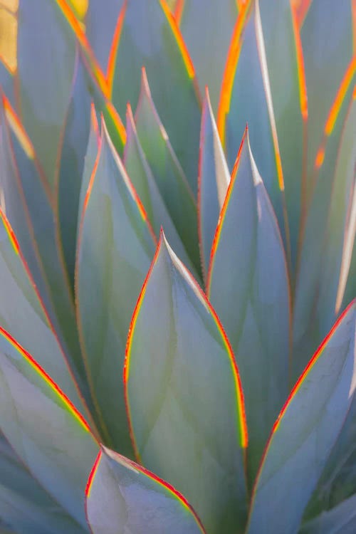 USA, California, Morro Bay. Backlit agave leaves.