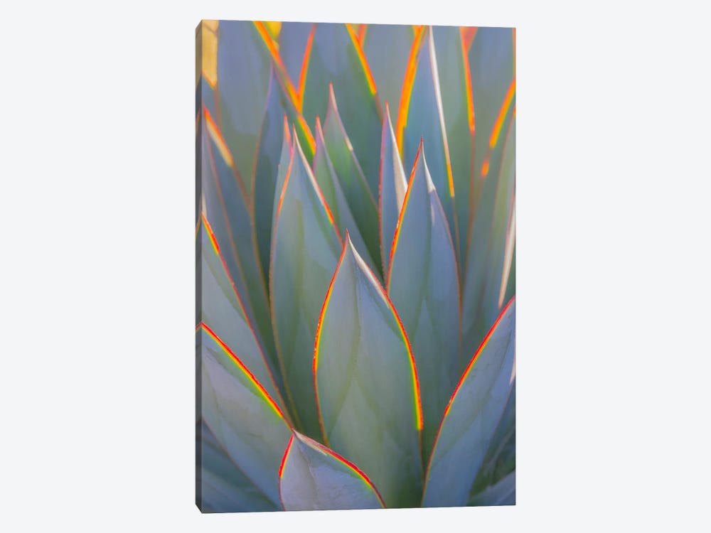 USA, California, Morro Bay. Backlit agave leaves. by Jaynes Gallery 1-piece Canvas Art Print
