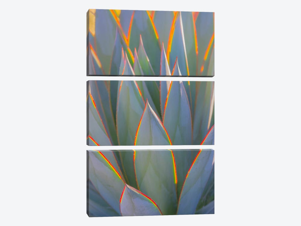USA, California, Morro Bay. Backlit agave leaves. by Jaynes Gallery 3-piece Art Print