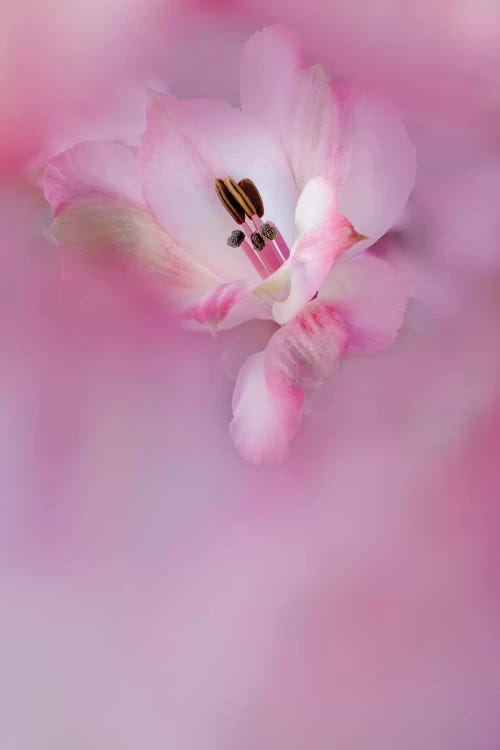 Usa, California. Close-Up Of Alstroemeria Flower.