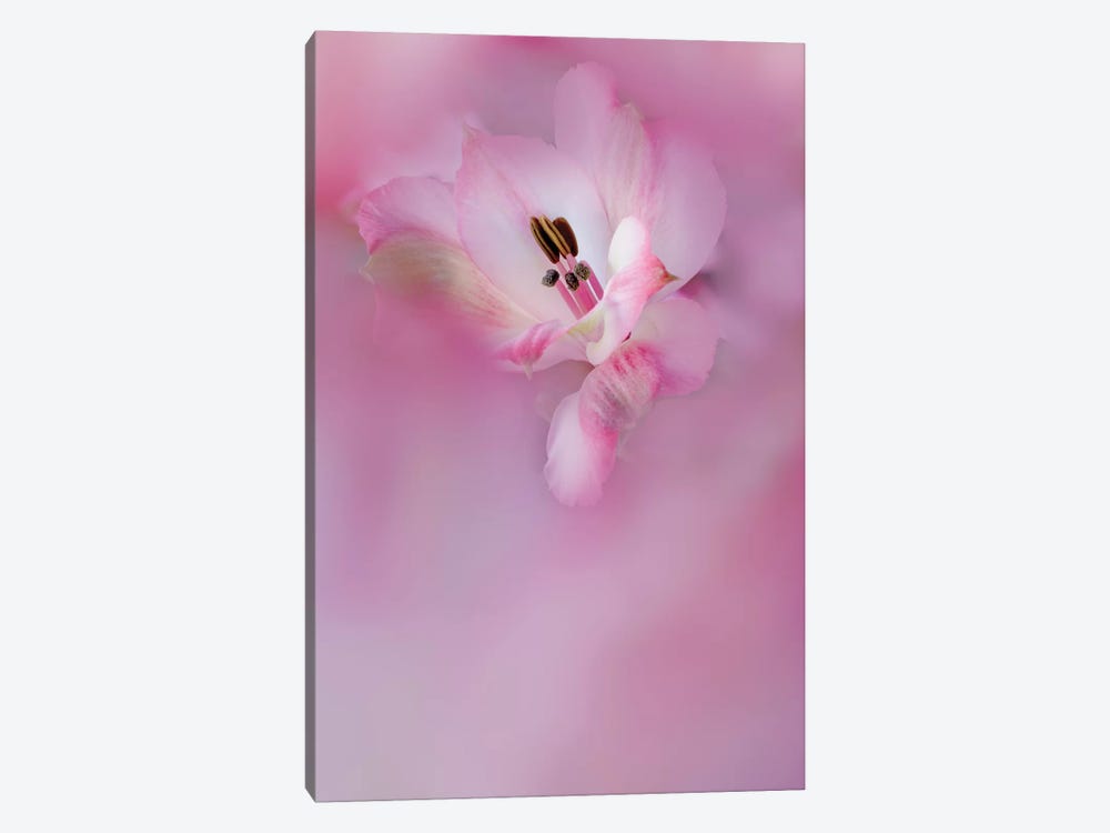 Usa, California. Close-Up Of Alstroemeria Flower. by Jaynes Gallery 1-piece Canvas Print