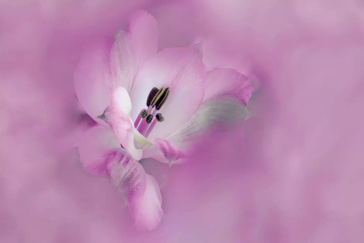 Usa, California. Close-Up Of Alstroemeria Flower.