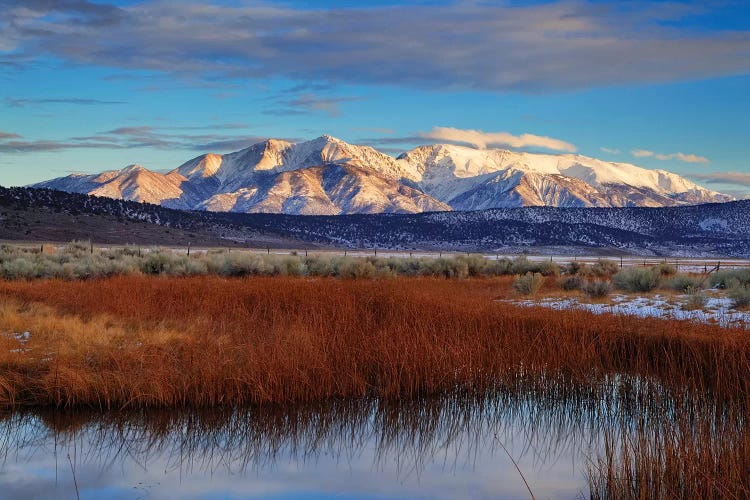 Usa, California. White Mountains And Reeds In Pond.