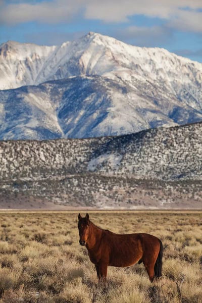 Usa, California. White Mountains And Wild Mustang In Adobe Valley. by Jaynes Gallery art print