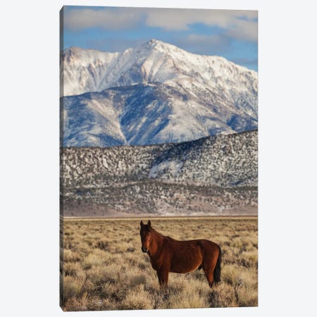 Usa, California. White Mountains And Wild Mustang In Adobe Valley. Canvas Print #JYG1049} by Jaynes Gallery Canvas Print