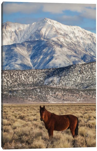 Usa, California. White Mountains And Wild Mustang In Adobe Valley. Canvas Art Print - Jaynes Gallery