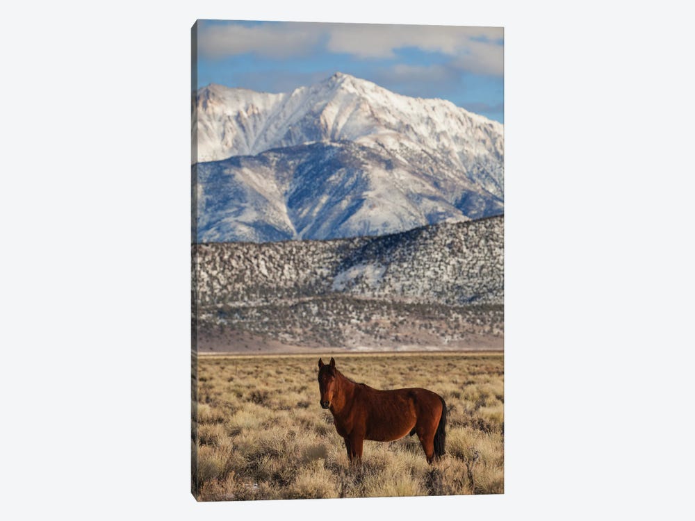 Usa, California. White Mountains And Wild Mustang In Adobe Valley. by Jaynes Gallery 1-piece Canvas Art