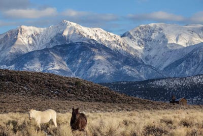 Usa, California. White Mountains And Wild Mustangs In Adobe Valley. by Jaynes Gallery framed canvas print