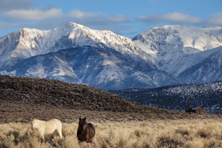 Usa, California. White Mountains And Wild Mustangs In Adobe Valley.