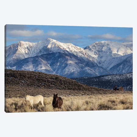 Usa, California. White Mountains And Wild Mustangs In Adobe Valley. Canvas Print #JYG1050} by Jaynes Gallery Canvas Art