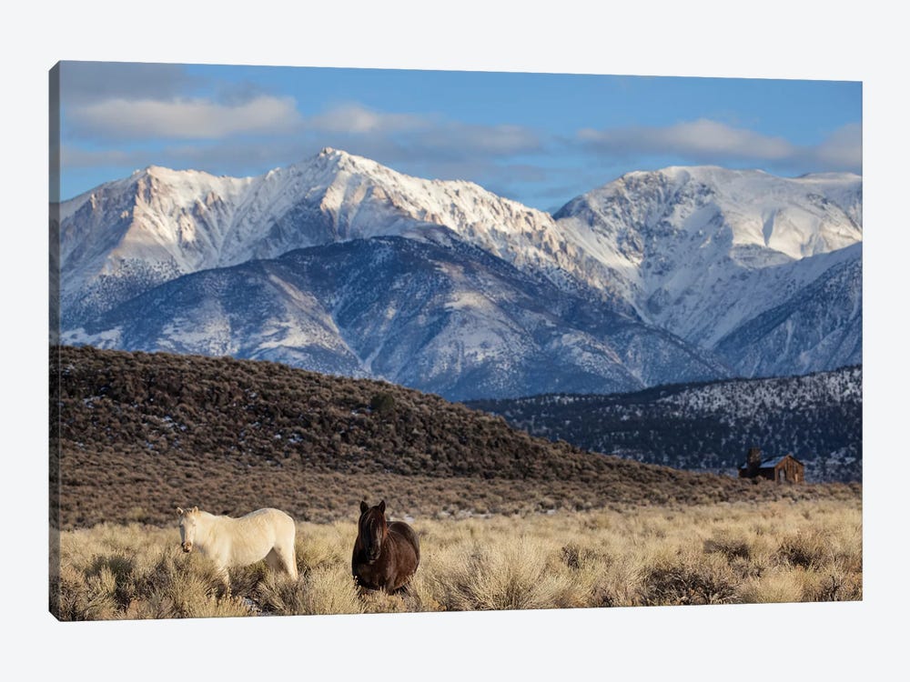Usa, California. White Mountains And Wild Mustangs In Adobe Valley. by Jaynes Gallery 1-piece Canvas Wall Art