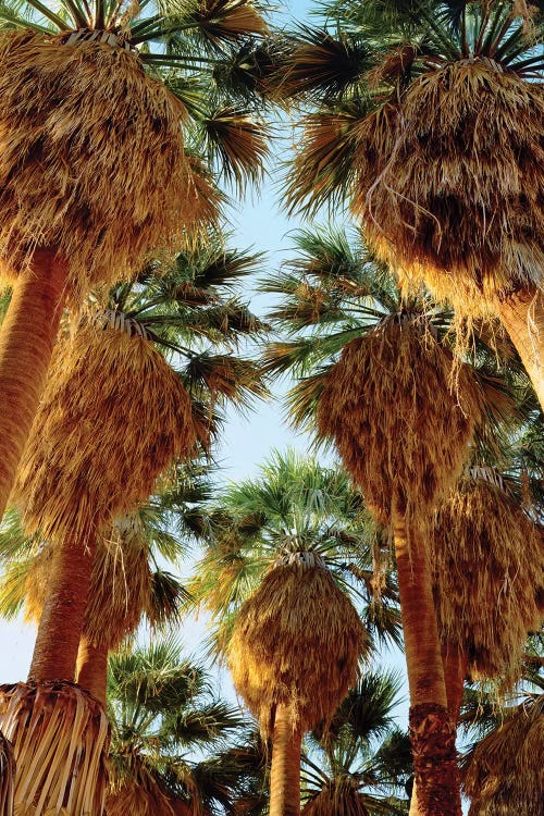 USA, California, Anza-Borrego Desert State Park. Native Fan Palm trees