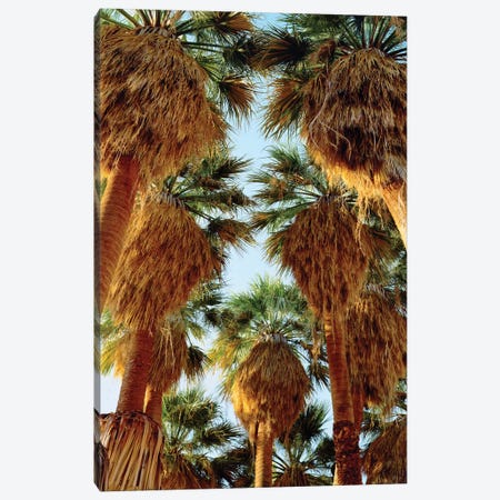 USA, California, Anza-Borrego Desert State Park. Native Fan Palm trees Canvas Print #JYG1054} by Jaynes Gallery Canvas Print
