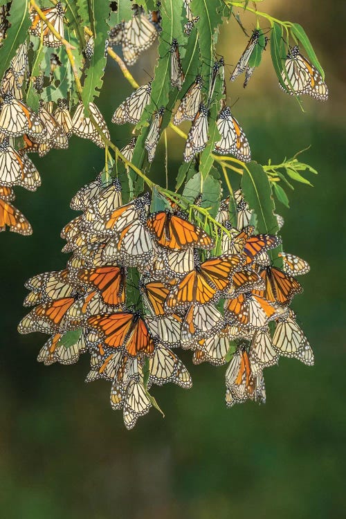 USA, California, San Luis Obispo County. Monarch butterflies in wintering cluster.