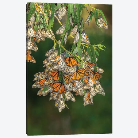 USA, California, San Luis Obispo County. Monarch butterflies in wintering cluster. Canvas Print #JYG105} by Jaynes Gallery Art Print