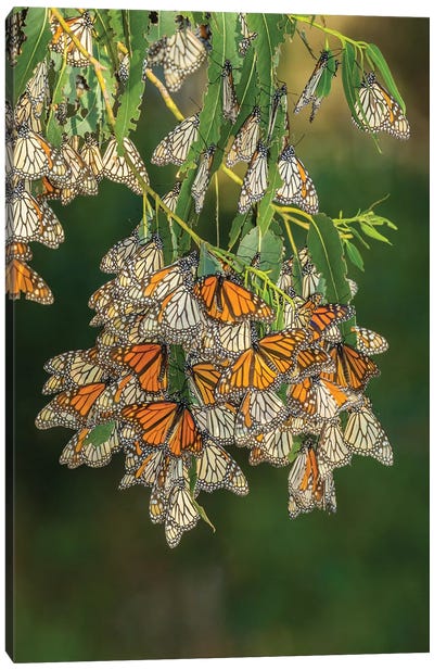 USA, California, San Luis Obispo County. Monarch butterflies in wintering cluster. Canvas Art Print - Monarch Butterflies