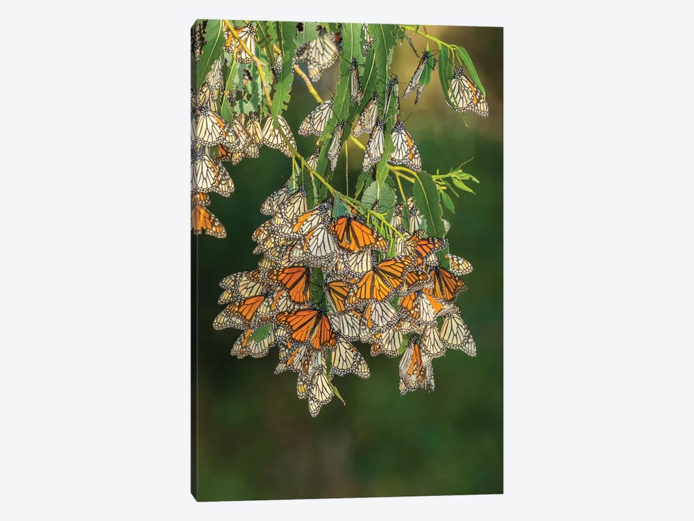 USA, California, San Luis Obispo County. Monarch butterflies in wintering cluster. 1-piece Canvas Art