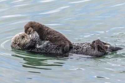 USA, California, San Luis Obispo County. Sea otter mother and pup. by Jaynes Gallery framed canvas print