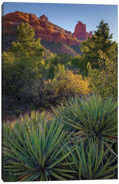 USA, Arizona, Sedona. Landscape with rock formation and cacti. Canvas Art Print - Sedona