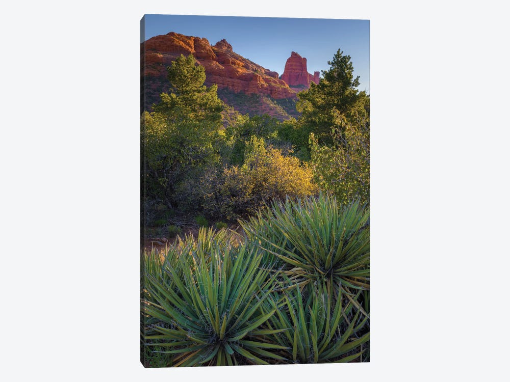 USA, Arizona, Sedona. Landscape with rock formation and cacti. by Jaynes Gallery 1-piece Canvas Print