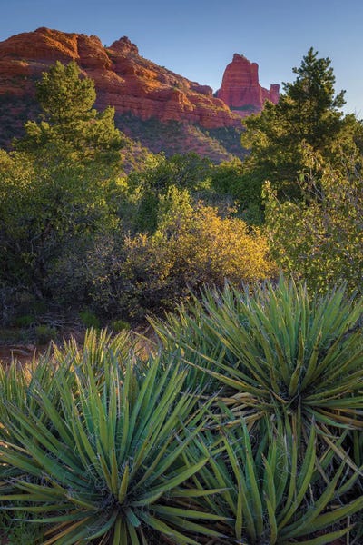Sedona: USA, Arizona, Sedona. Landscape with rock formation and cacti. by Jaynes Gallery