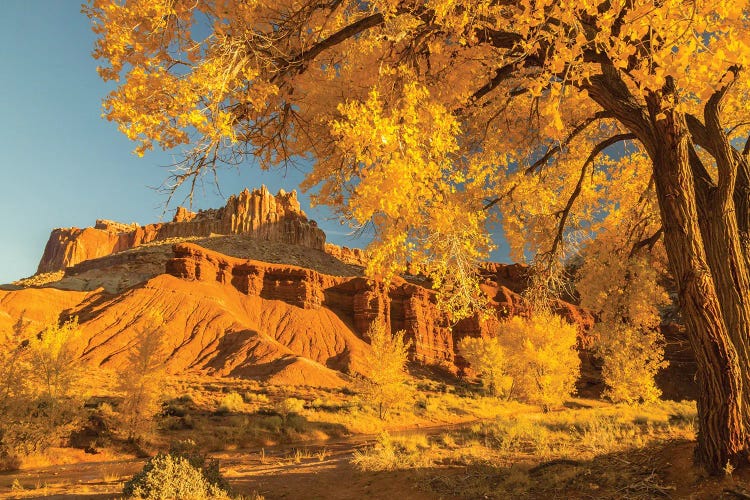 USA, Utah, Capitol Reef National Park. Cottonwood trees and The Castle rock formation.